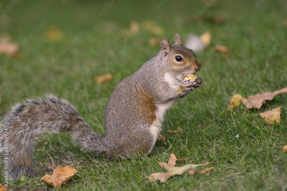 Grey squirrel (Sciurus carolinensis) biting into a peach stone left by a tourist on a lawn in St. James's Park, London Grey squirrel (Sciurus carolinensis) biting into a peach stone left by a tourist on a lawn in St. James's Park, London