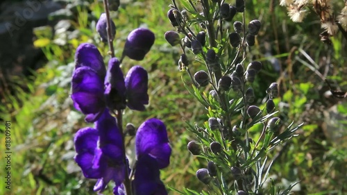 Flower, Monkshood, Aconitum napellus photo