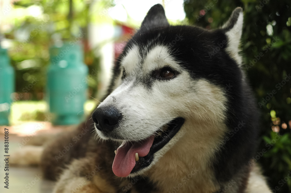 Smile and happy Siberian Husky dog