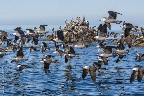 Adult Heermann's gulls (Larus heermanni) taking flight on Isla Rasita, Baja California, Mexico photo