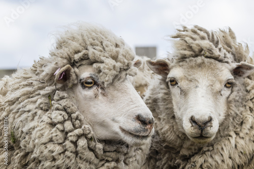 Sheep waiting to be shorn at Long Island sheep Farms, outside Stanley, Falkland Islands photo