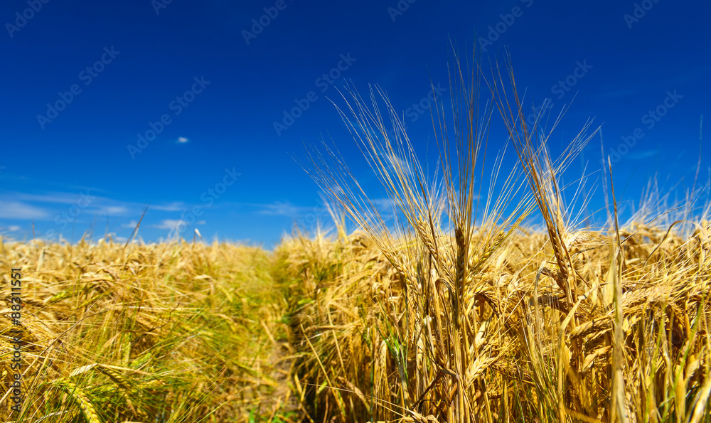 Naklejka premium Wheat field