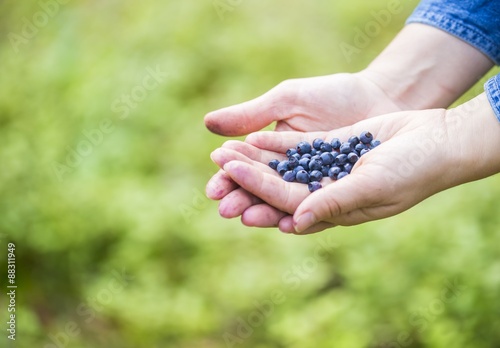 Women hands picking wild blueberries.