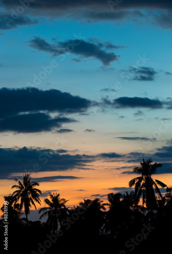 siluate coconut tree