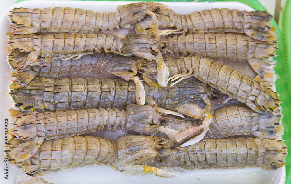 very fresh crustaceans called mantis shrimp for sale in fish mar very fresh crustaceans called mantis shrimp for sale in fish mar