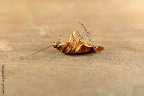 Cockroach ,bug
