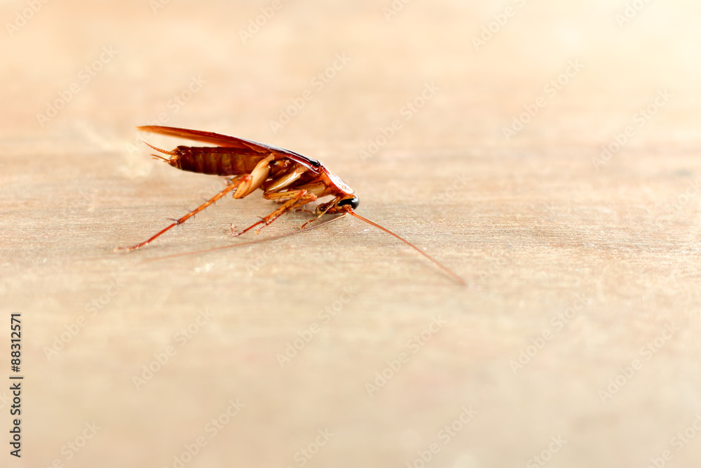 Fototapeta premium Cockroach ,bug