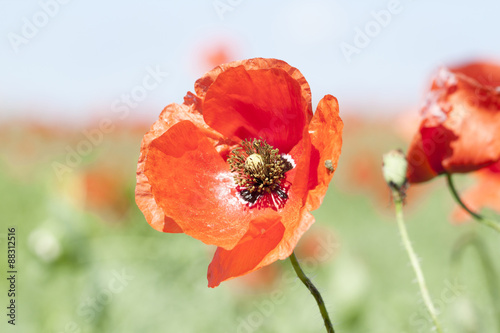 red wild poppies