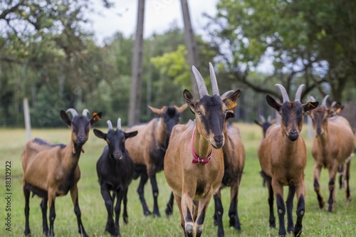 Herd of goats on pasture