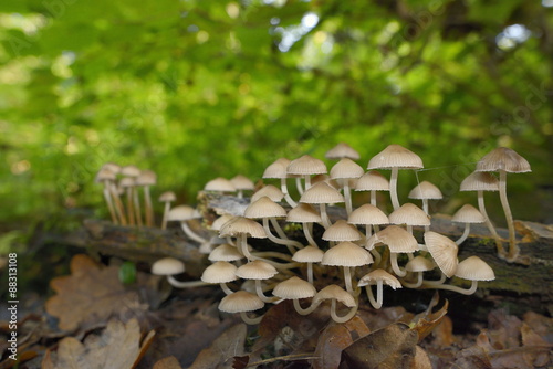 Angels' bonnets mushrooms (Mycena arcangeliana) growing from a rotting log in deciduous woodland, Gloucestershire photo