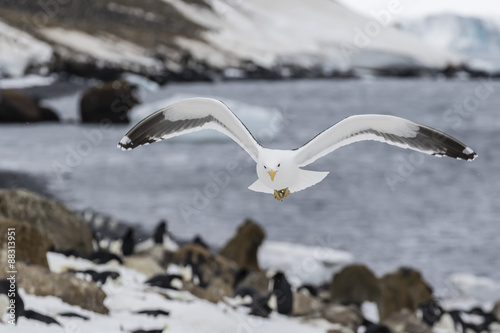 Adult kelp gull (Larus dominicanus) in flight at Brown Bluff, Antarctic Sound, Antarctica