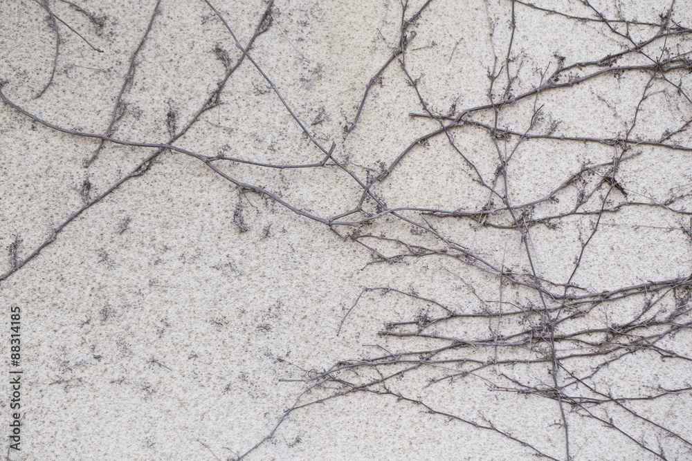 background with dried plant texture background with dried plant texture