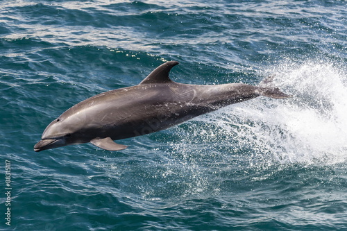 Adult bottlenose dolphin (Tursiops truncatus) leaping in the waters near Isla San Pedro Martir, Baja California Norte, Mexico