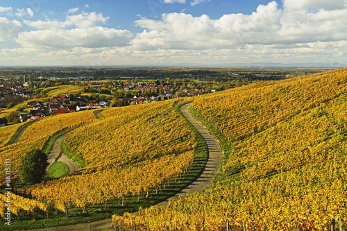 Vineyard landscape, Ortenau, Baden Wine Route, Baden-Wurttemberg, Germany  photo