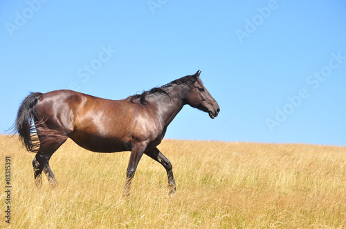 Horses on a filed in a summer day