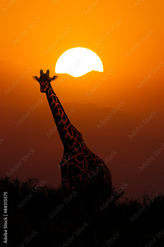 Naklejka premium Giraffe at Sunset Background