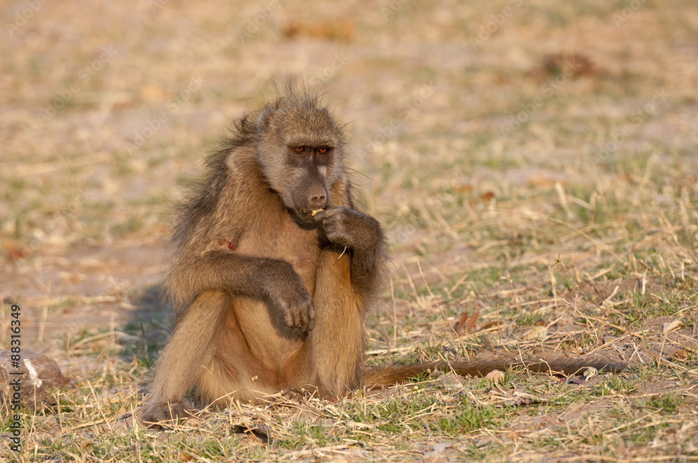 Chacma baboon, Chobe National Park, Botswana Chacma baboon, Chobe National Park, Botswana
