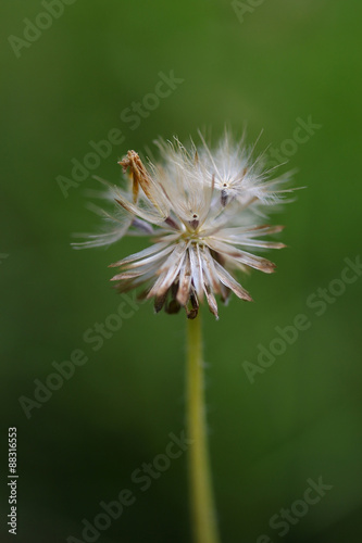 flower Grass blowing in the wind motion blur sky background