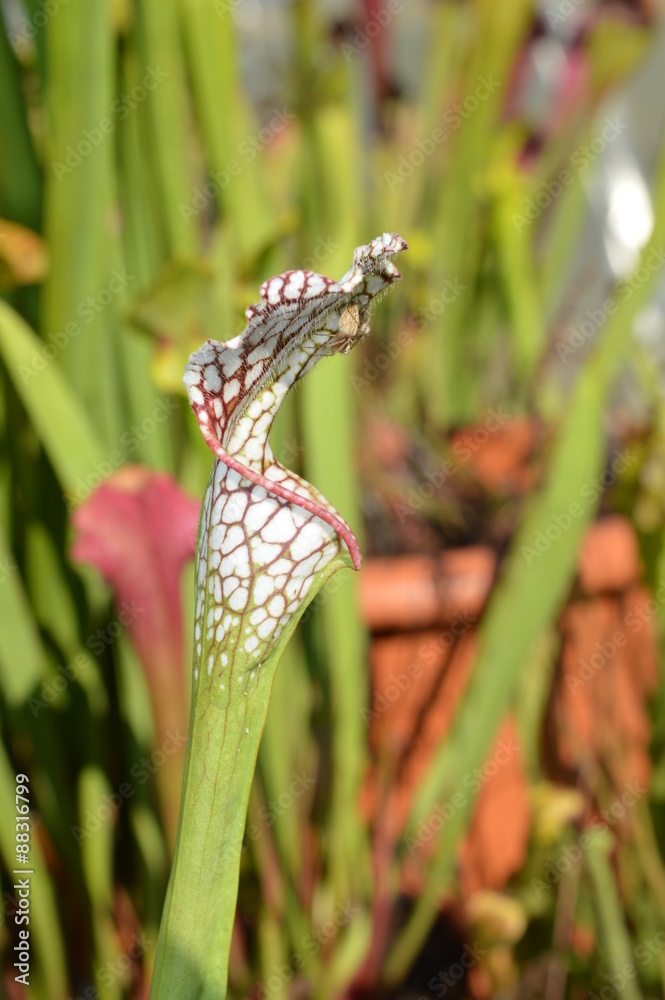 Araignée sur une feuille de sarracenia