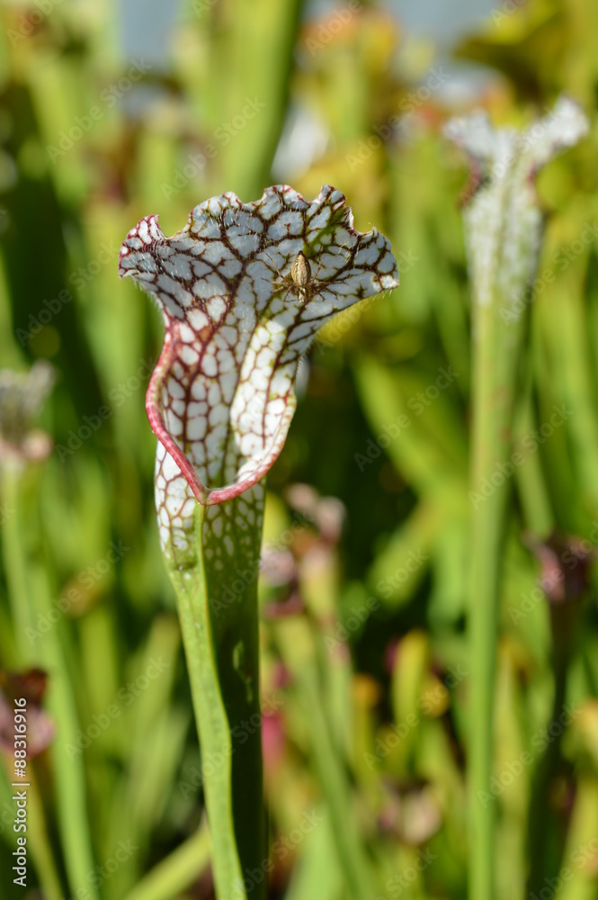 Araignée sur une feuille de sarracenia