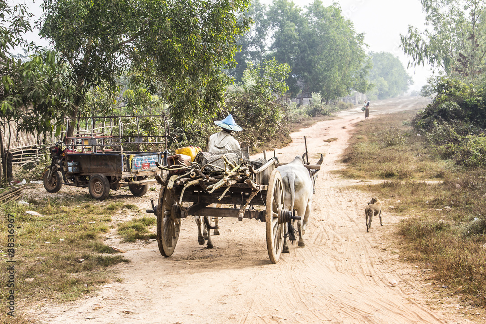 Obraz premium bullock cart