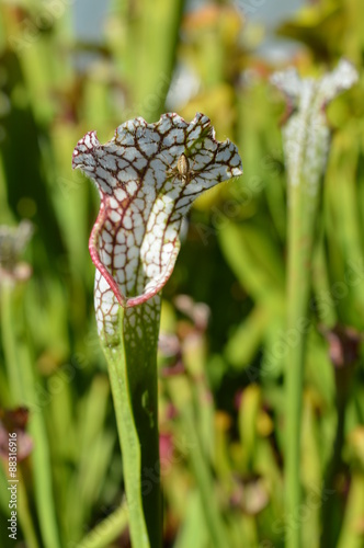 Obraz na płótnie Araignée sur une feuille de sarracenia w salonie