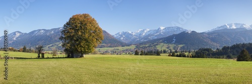 Single tree in Prealps landscape in autumn, Fussen, Ostallgau, Allgau, Allgau Alps, Bavaria, Germany