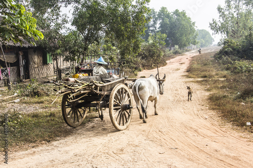 bullock cart photo