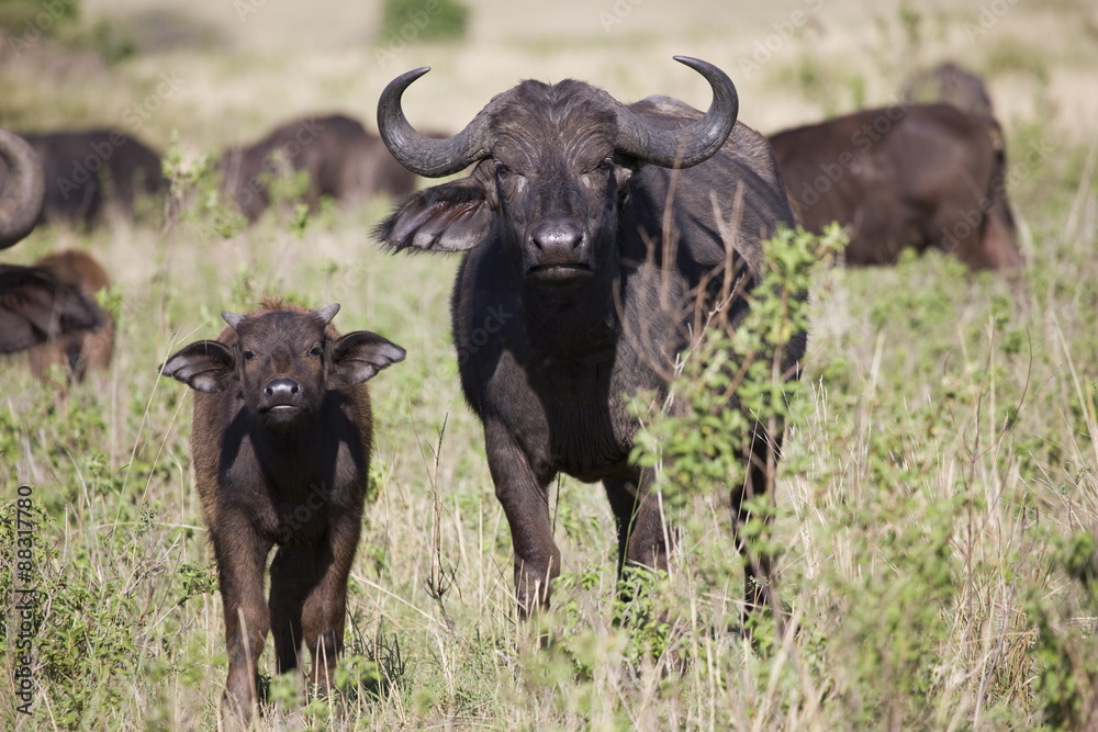 African buffalo (Syncerus caffer), Masai Mara National Reserve, Kenya African buffalo (Syncerus caffer), Masai Mara National Reserve, Kenya
