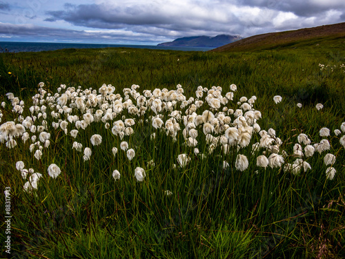 Bright cottongrass patch in Iceland