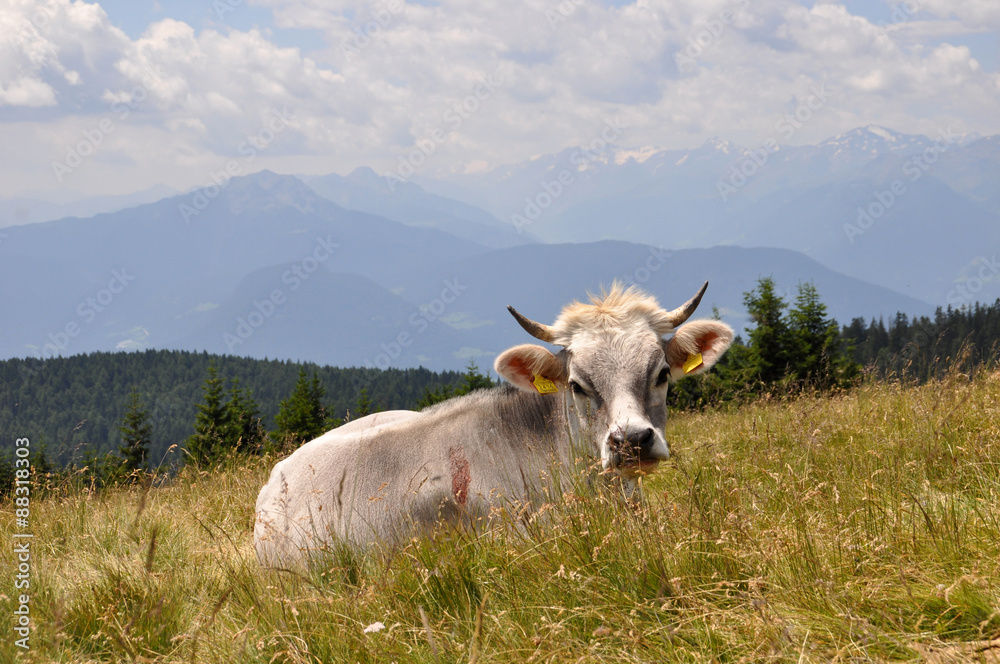 Kuh auf Wiese