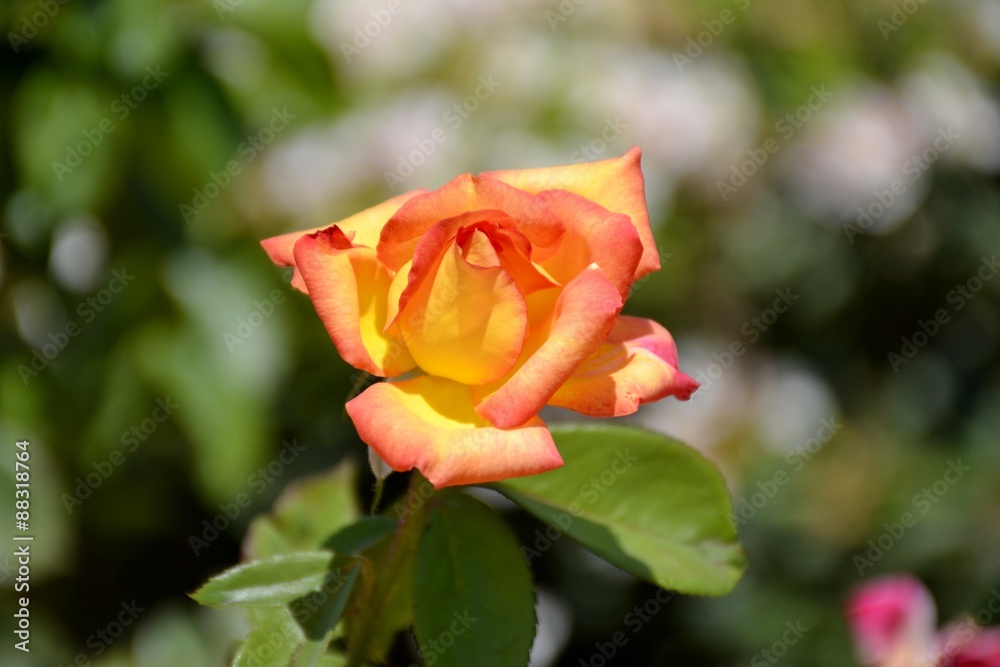 Detail of orange rose and leaves
Detail of orange rose and leaves