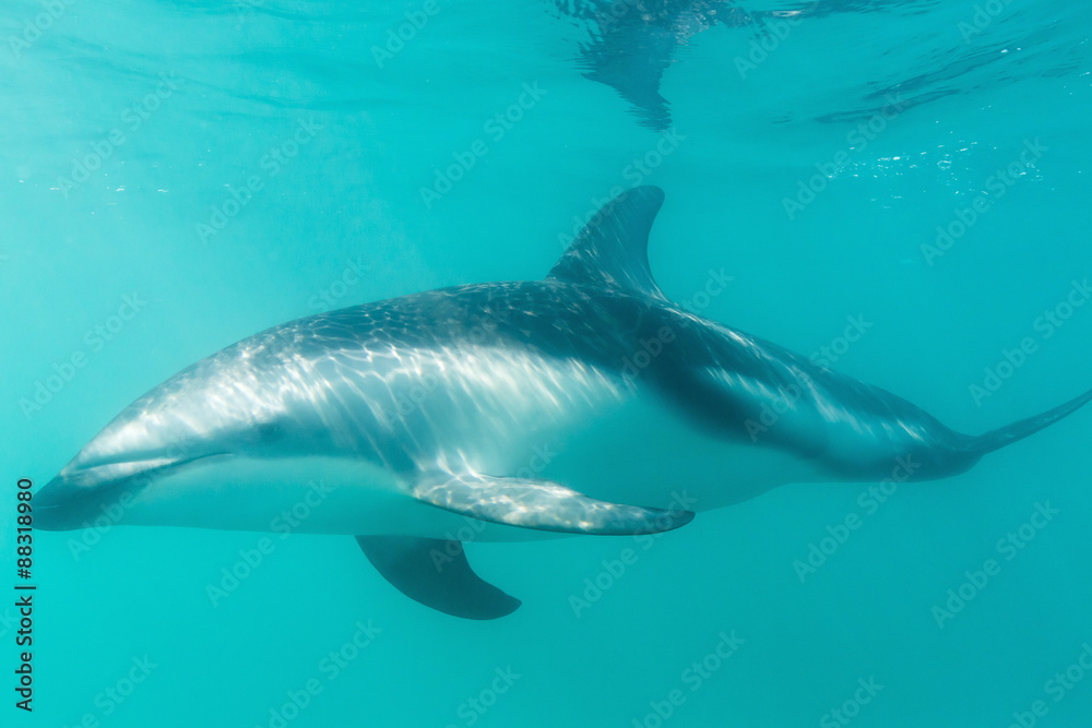 Dusky dolphin (Lagenorhynchus obscurus) underwater off Kaikoura, South Island, New Zealand Dusky dolphin (Lagenorhynchus obscurus) underwater off Kaikoura, South Island, New Zealand