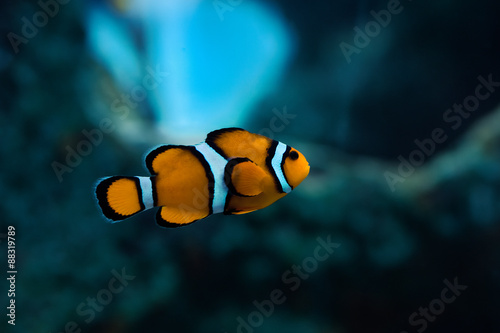 Canvas Print clown fish in an aquarium
