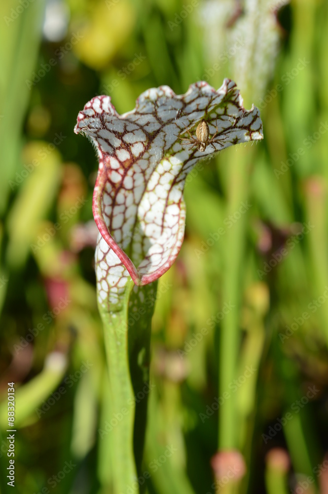 Araignée sur une feuille de sarracenia