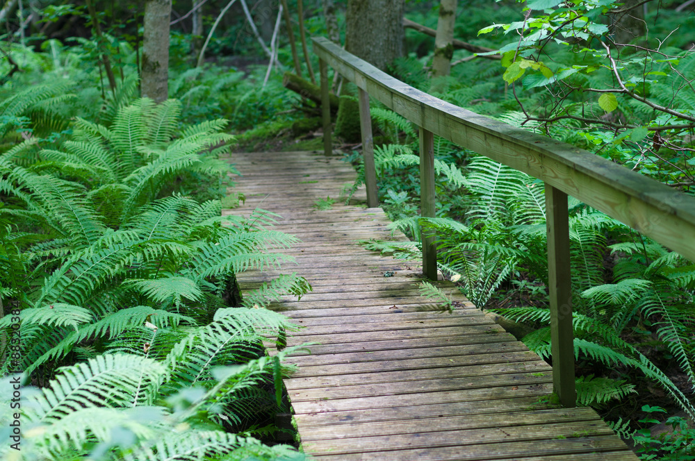 Obraz premium Wooden bridge on a hiking trail through dense fern forest