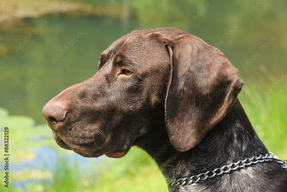 German Shorthaired Pointer