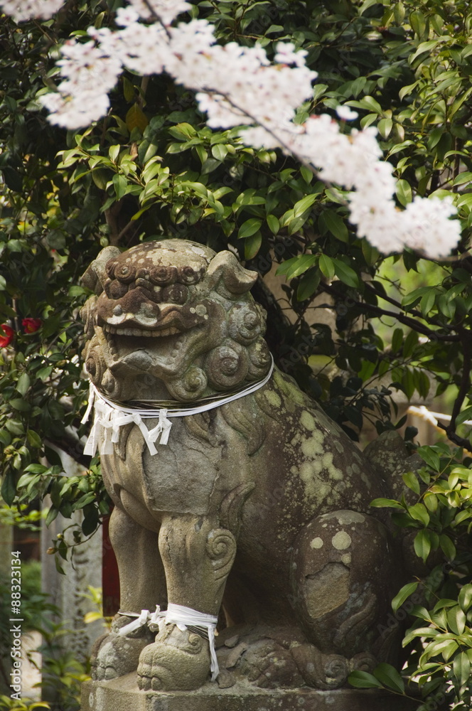 A mythical lion statue and cherry blossom in a temple in Kyoto, Honshu Island, Japan A mythical lion statue and cherry blossom in a temple in Kyoto, Honshu Island, Japan