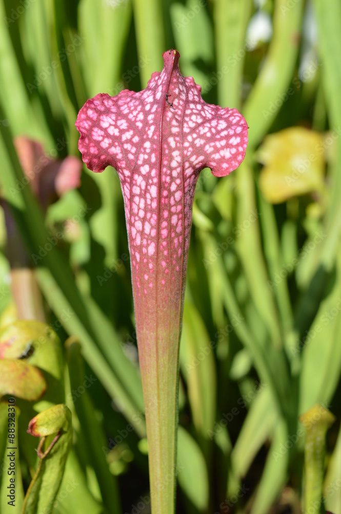 Feuille de sarracenia rouge