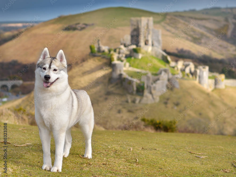 Obraz premium Siberian Husky