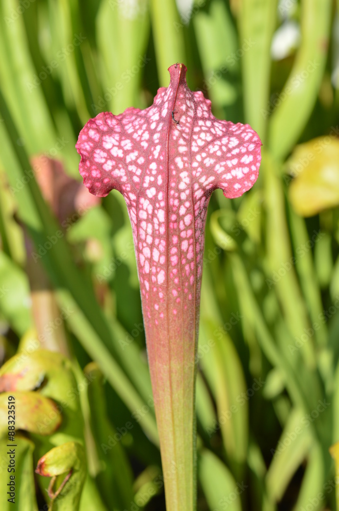 Feuille de sarracenia rouge