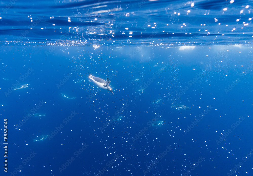 Gentoo penguins (Pygoscelis papua) feeding underwater at Booth Island, Antarctica