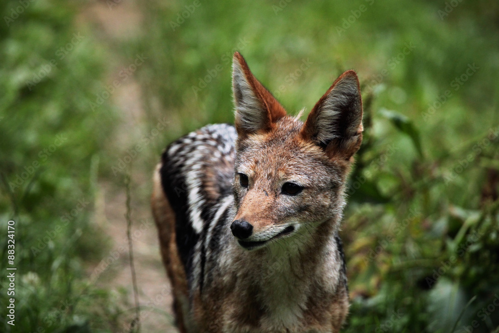 Black-backed jackal (Canis mesomelas). Black-backed jackal (Canis mesomelas).