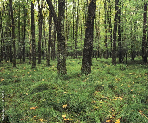 Forest in nature park Schonbuch, Tubingen, Baden Wurttemberg, Germany  photo