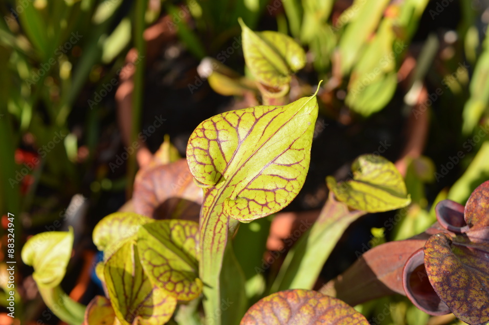 Sarracenia
