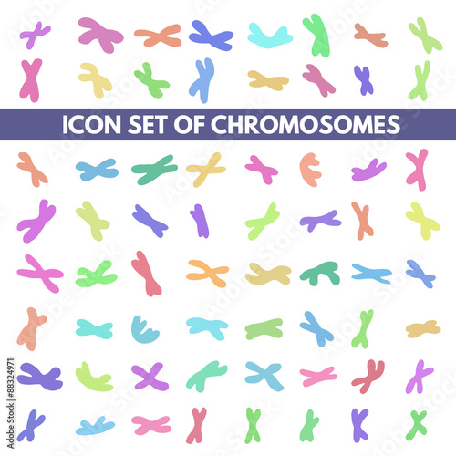 human chromosome