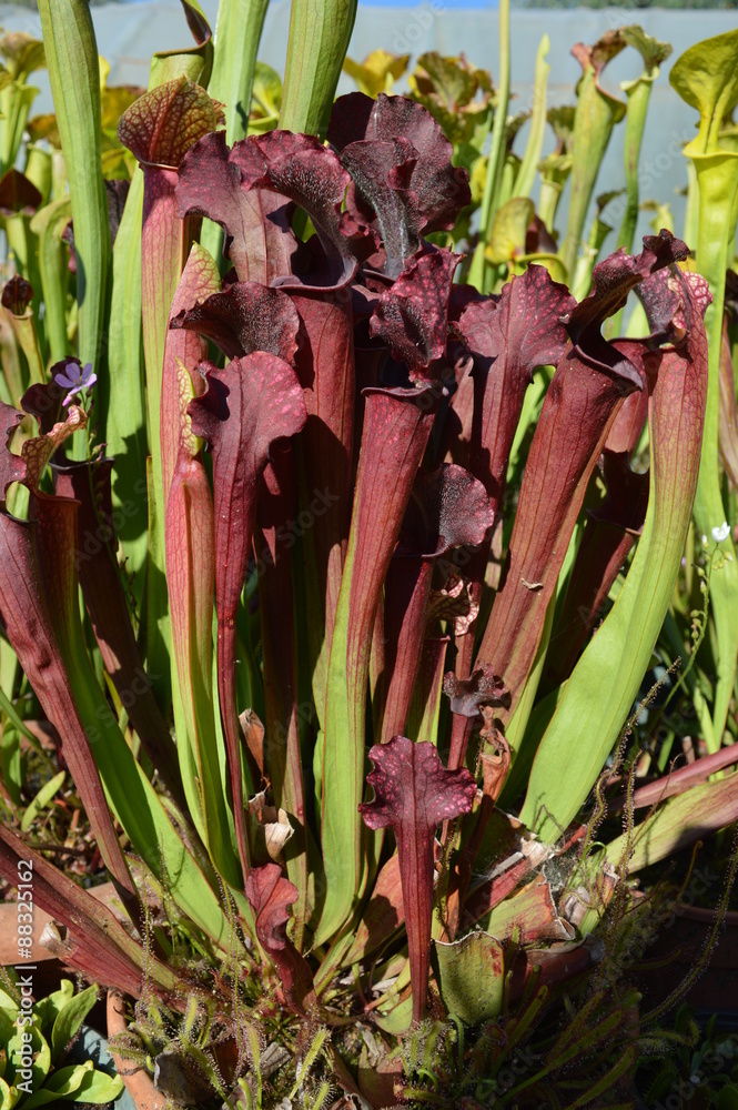Sarracenia