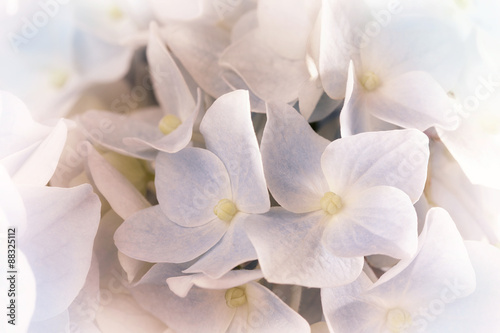 Hydrangeas in pastel pink color style
