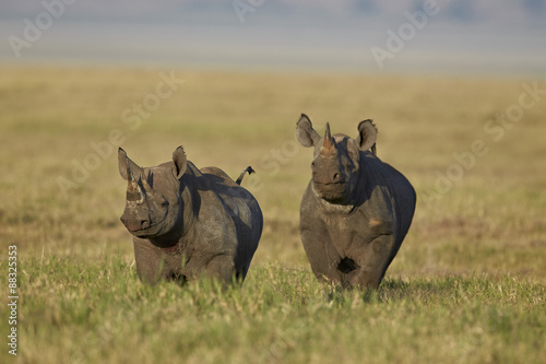 Black rhinoceros (hook-lipped rhinoceros) (Diceros bicornis) pair, Ngorongoro Crater, Tanzania  photo