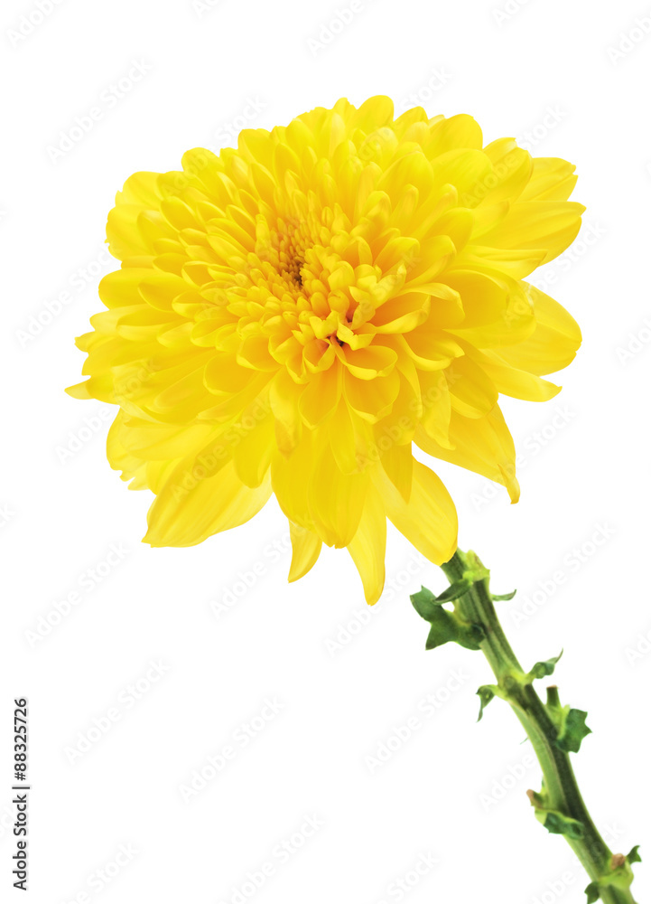 Yellow Chrysanthemum Flower
